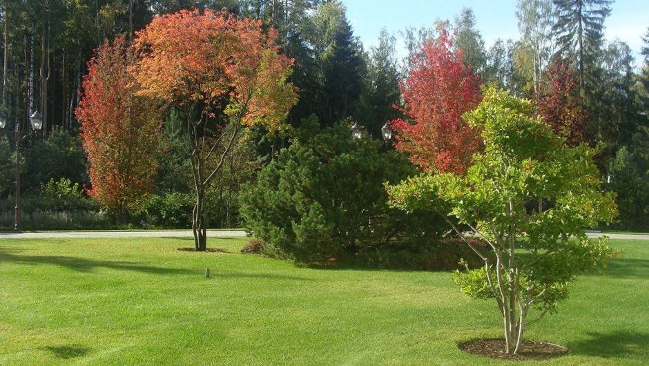 Клен Гиннала