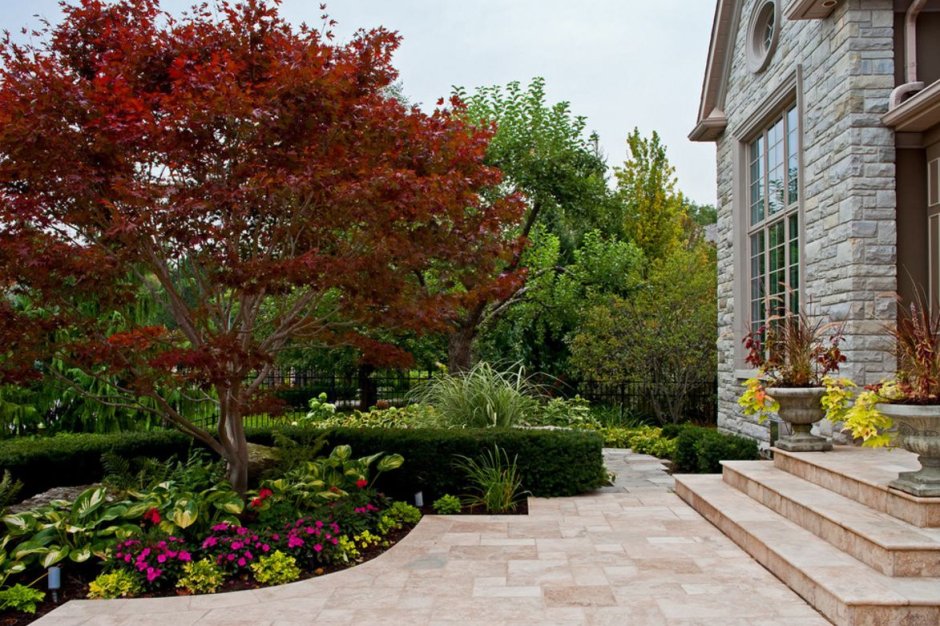 Миксбордер с кленом Гиннала