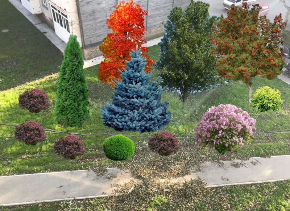 Клумба с туей Смарагд