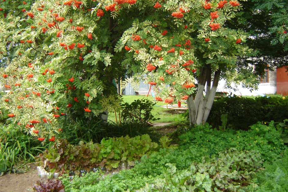 Рябина дуболистная в ландшафте