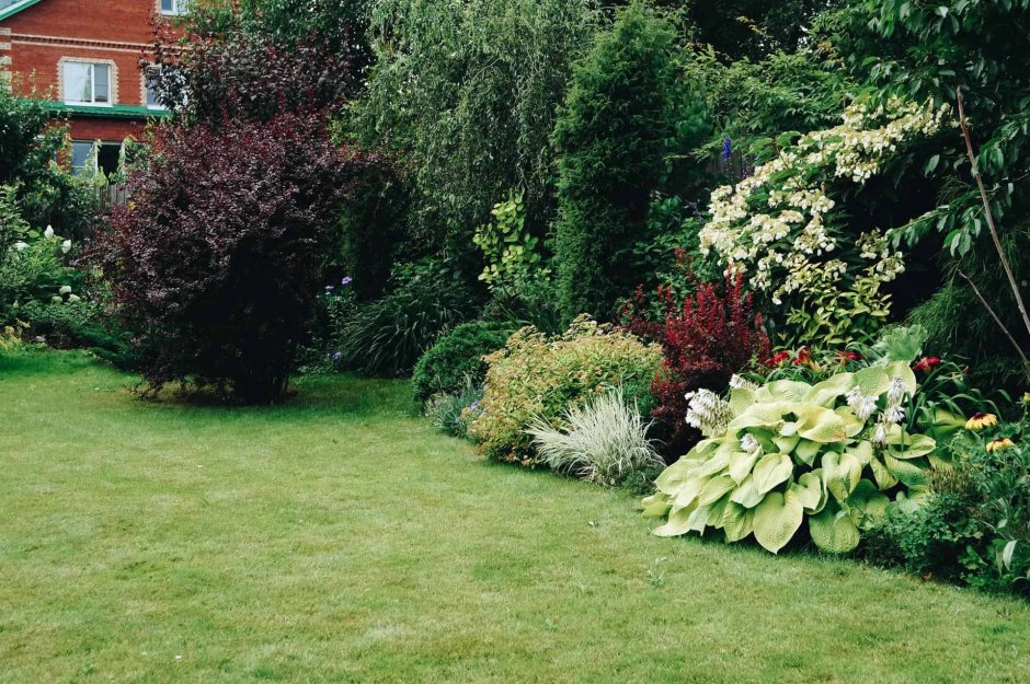 Пузыреплодник дерен миксбордер