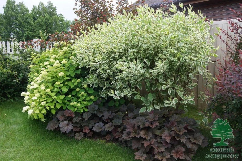 Дерен калинолистный