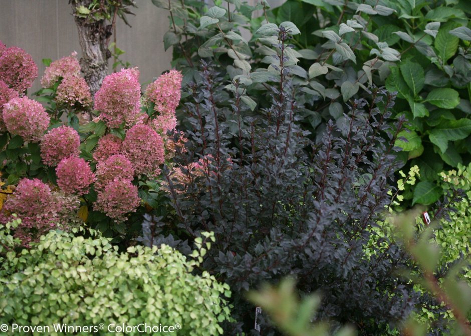 Гортензия метельчатая с барбарисом