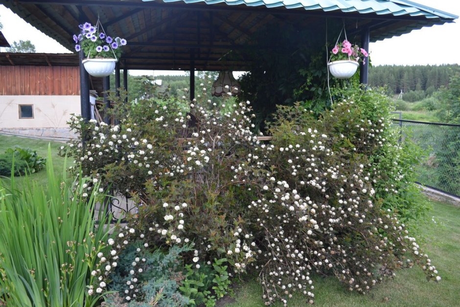 Пузыреплодник диабло в композиции