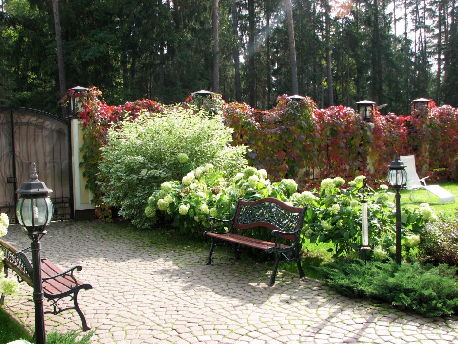 Пузыреплодник композиция ландшафта