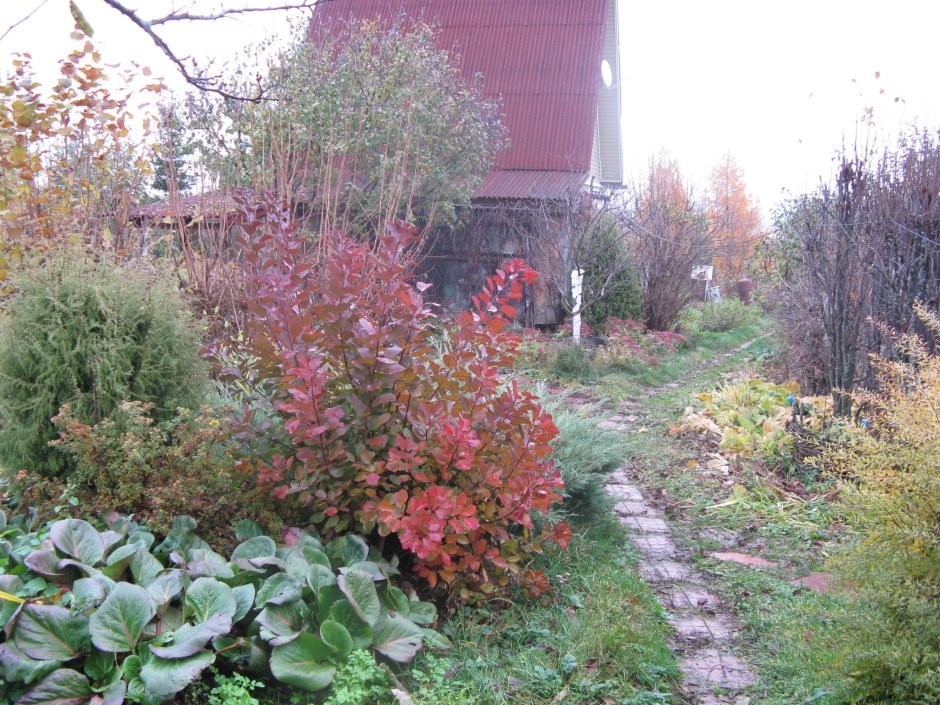 Калина, пузыреплодник, Барбарис