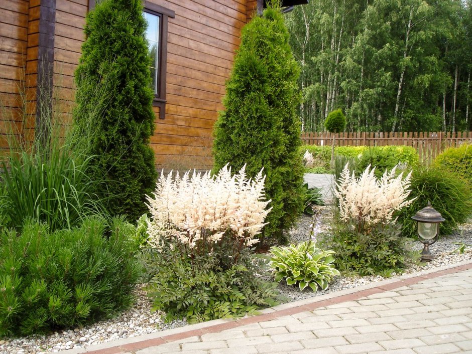 Туя, дерен, пузыреплодник