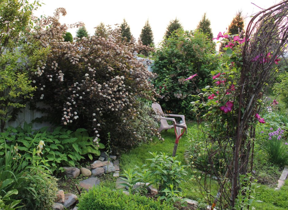 Пузыреплодник диабло в цветнике