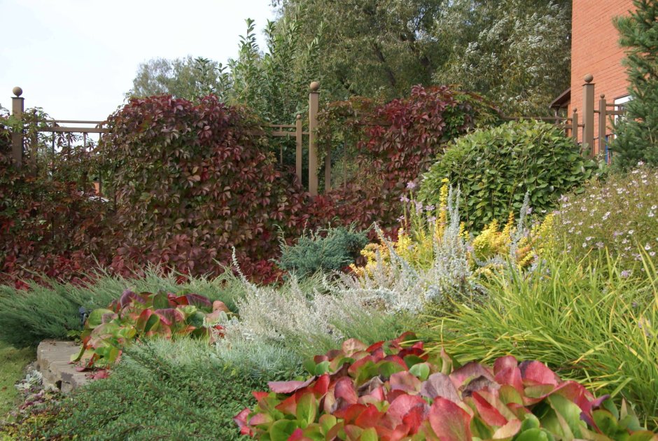 Миксбордер туя Барбарис