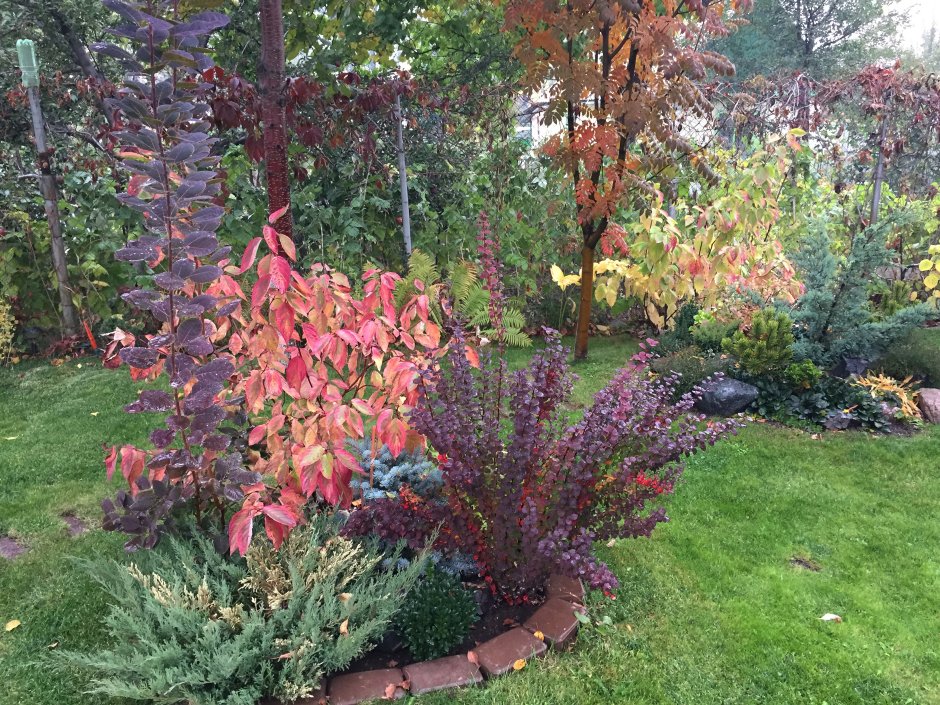 Барбарис.Тунберга рокарий