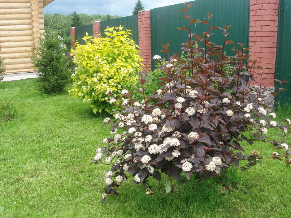 Пузыреплодник калинолистный леди ин ред