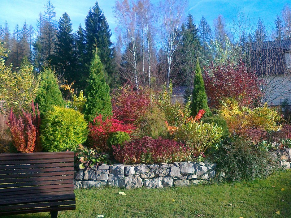 Барбарис обыкновенный миксбордер