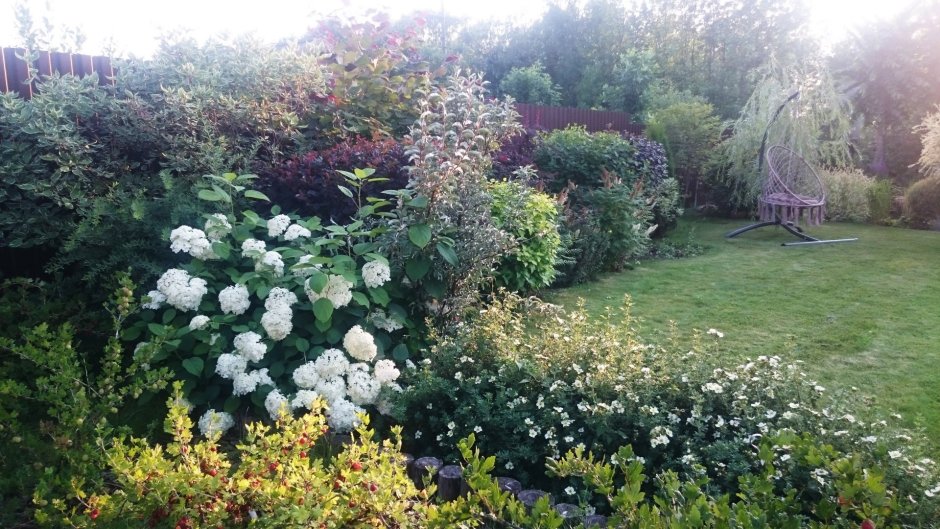 Дерен/ гортензия и спирея