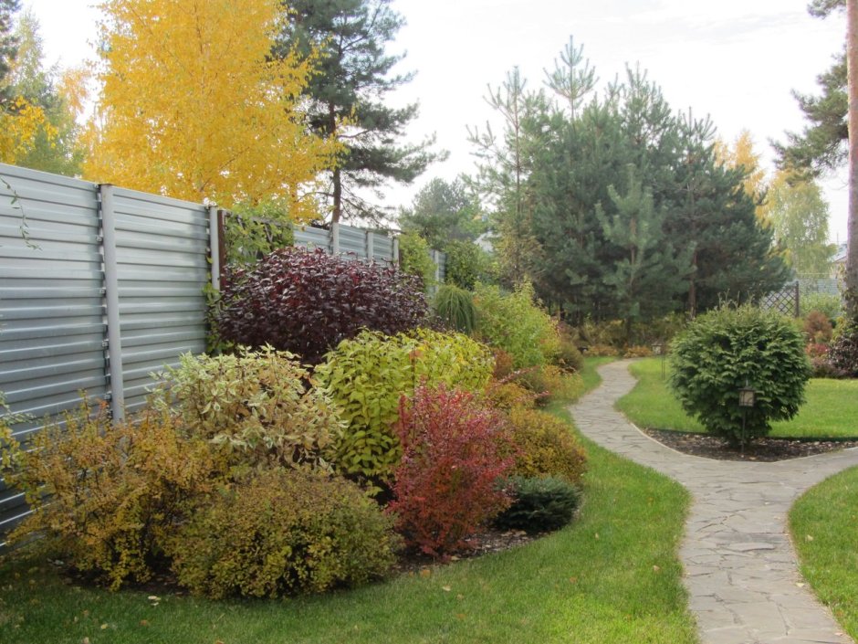 Живая изгородь пузыреплодник и дерен