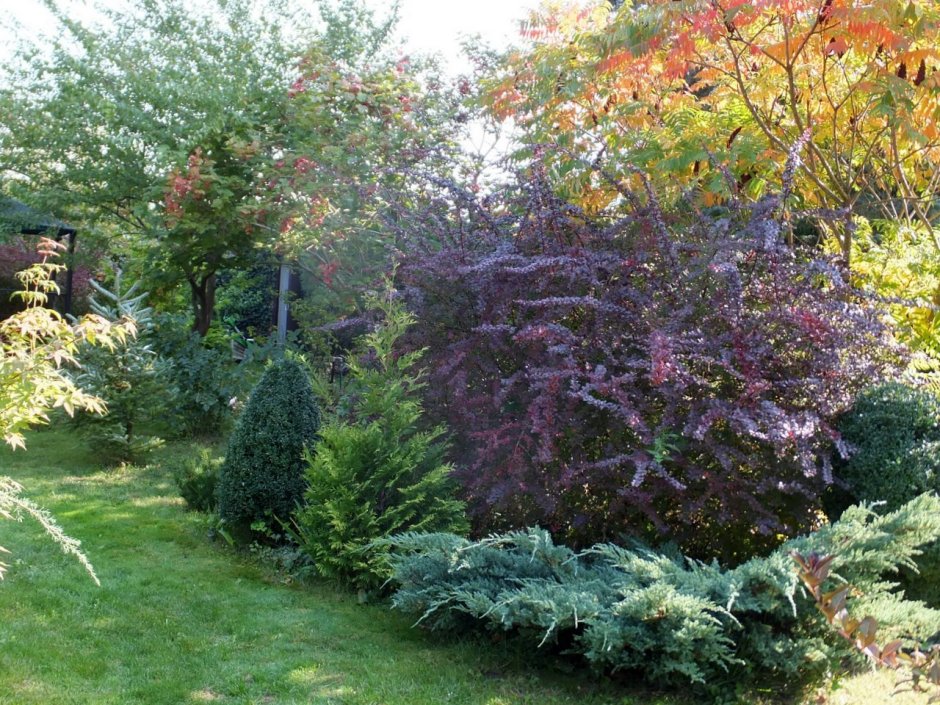 Дерен пузыреплодник Барбарис