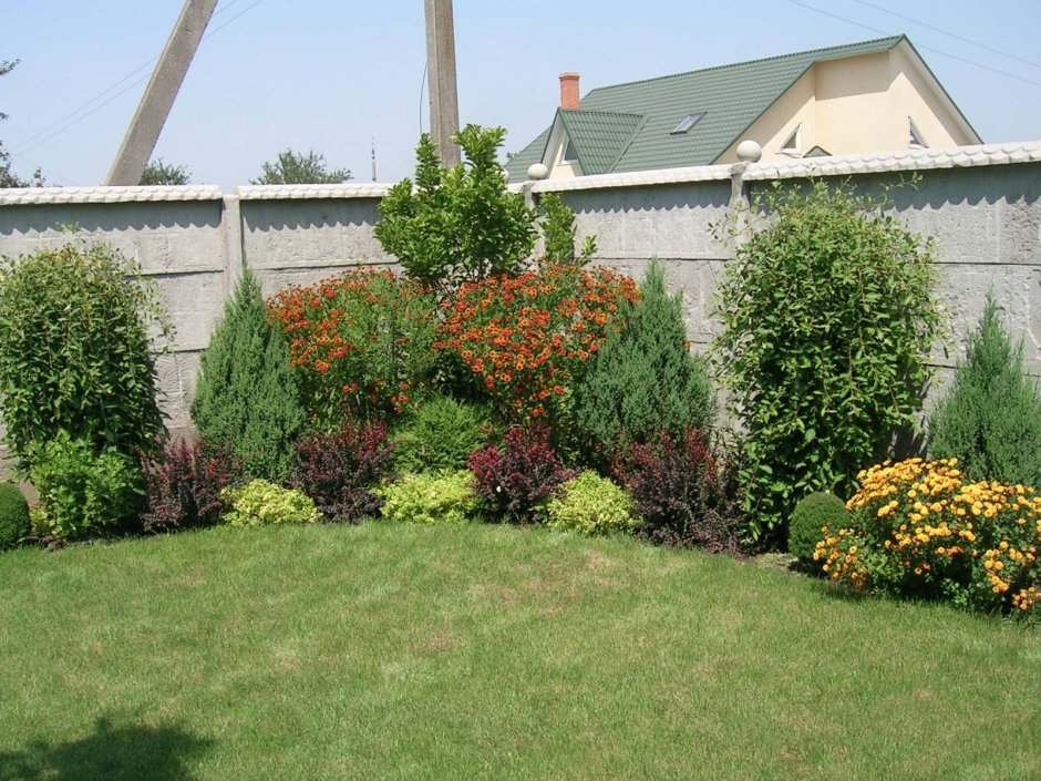 Туя и пузыреплодник в ландшафтном