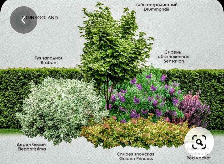 Дерен белый в миксбордере