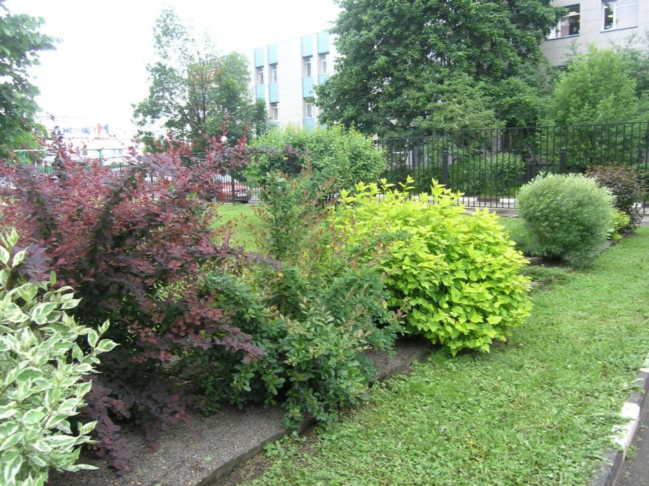 Дерен пузыреплодник Барбарис