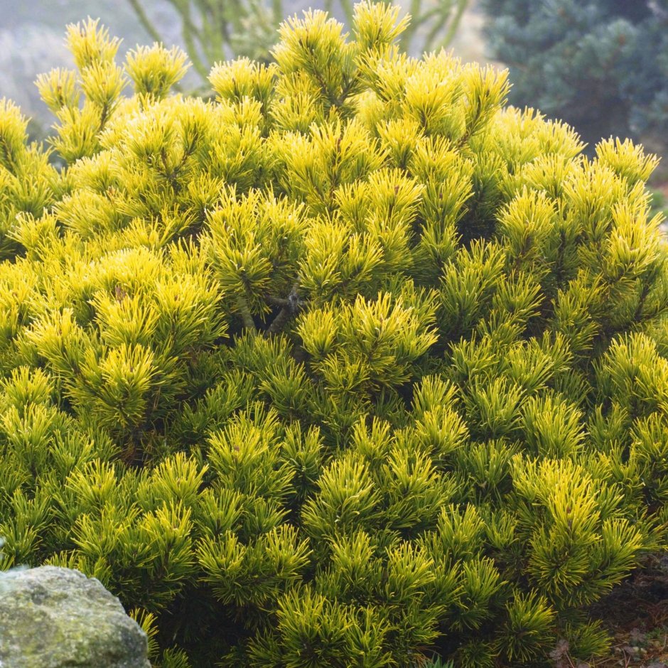 Сосна Горная золотокончиковая