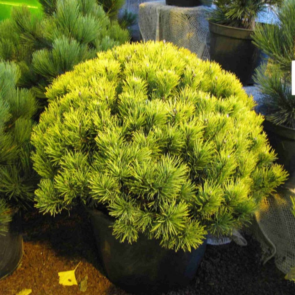 Сосна Горная Wintergold