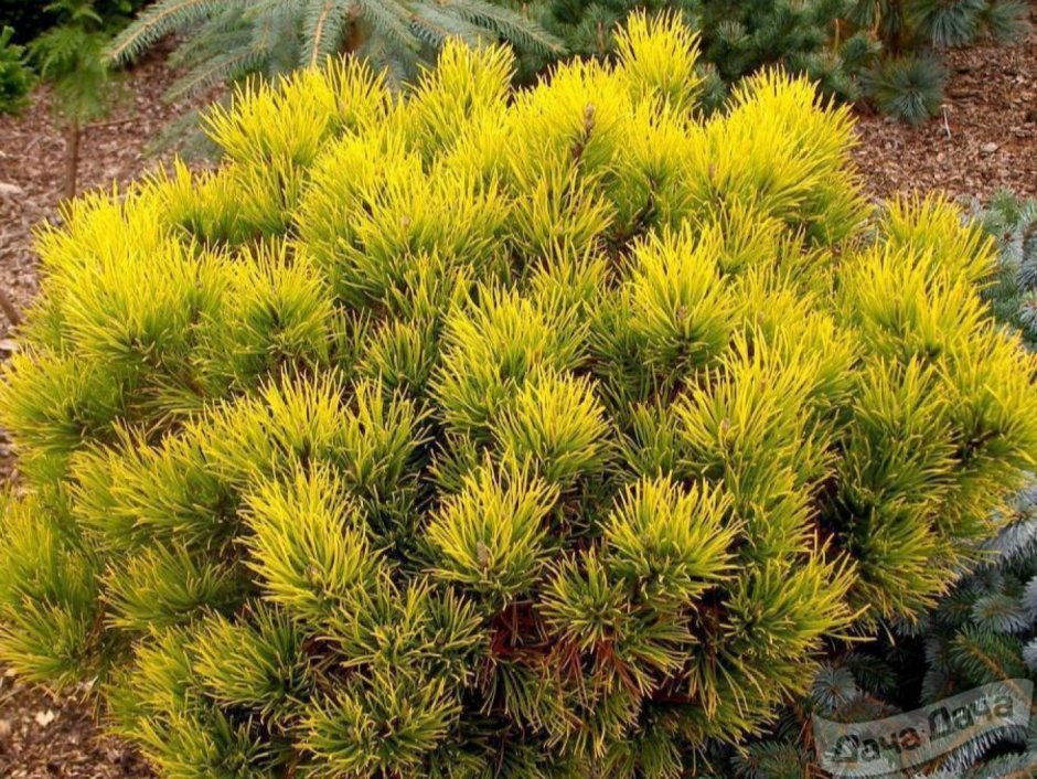 Сосна Карстенс Винтерголд