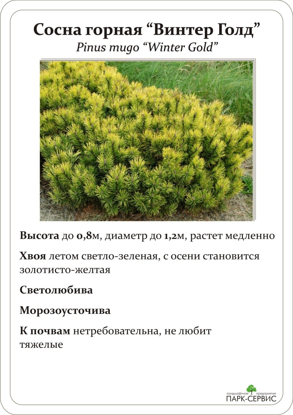 Сосна Горная Winter Gold описание