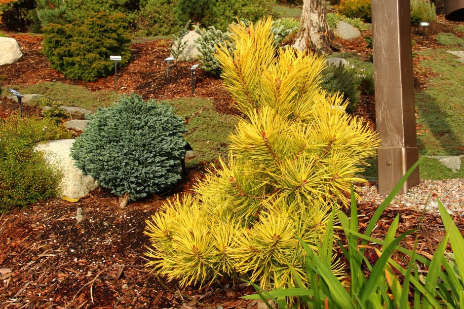 Сосна Горная Винтер Голд