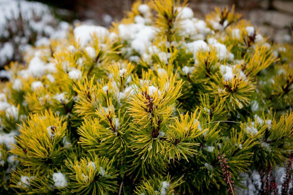 Сосна Горная Винтер Голд
