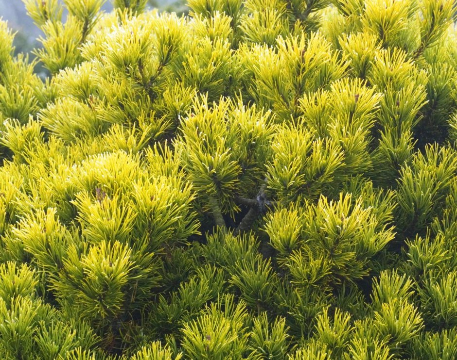 Сосна Горная Винтер Gold