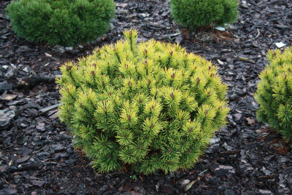 Сосна Горная Пумилио на клумбе
