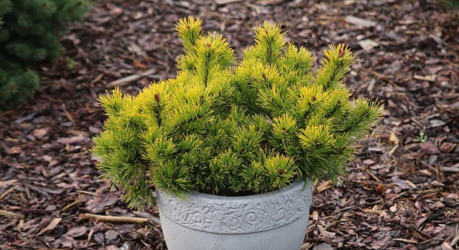 Сосна Горная Голден Глоу