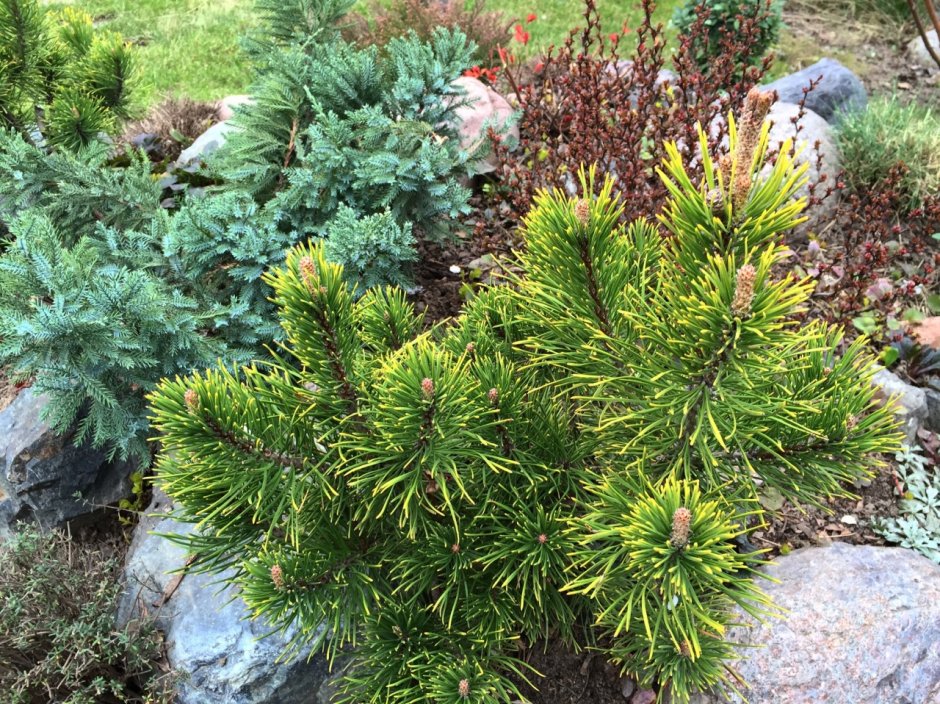 Сосна Горная Pinus mugo Winter Gold