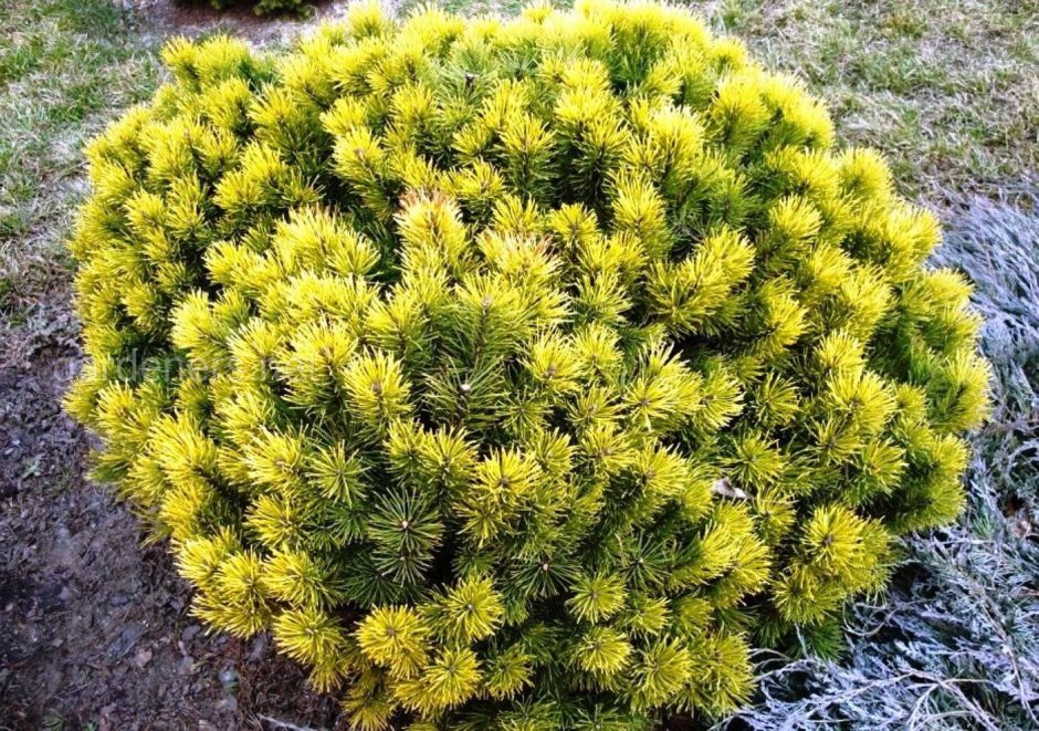 Сосна Горная Карстенс Винтерголд, 50-60, c10, ЗКС