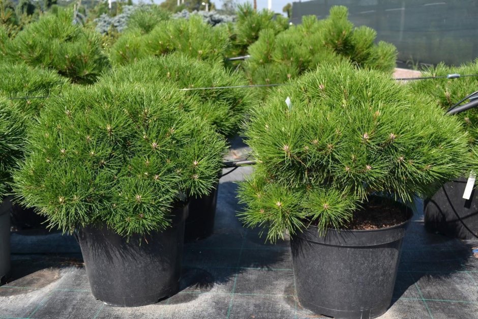 Клумба мульчирование сосновой корой