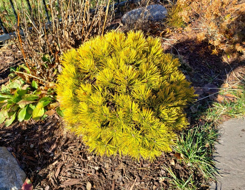 Сосна Горная Carstens Wintergold, гор28, выс60