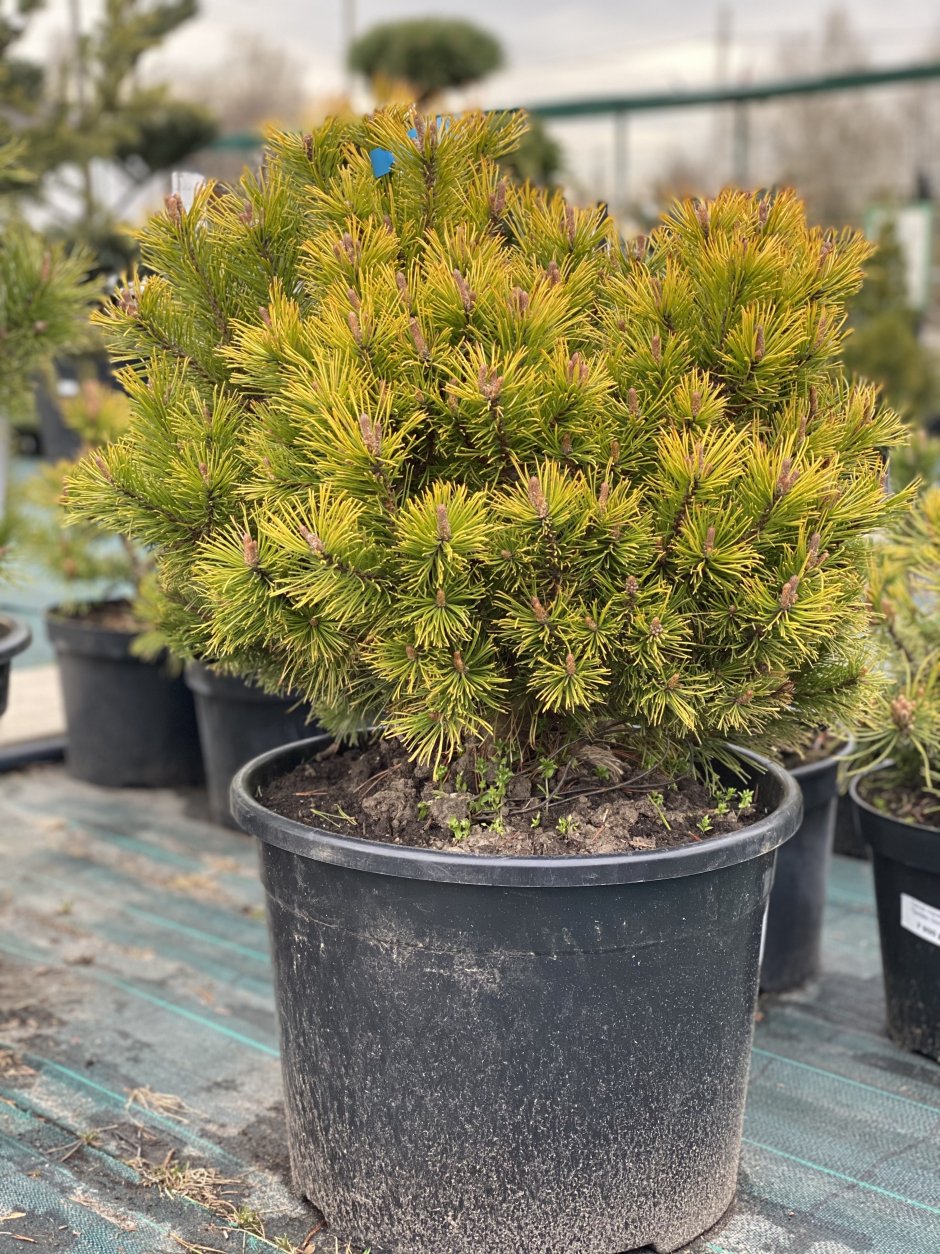 Сосна Горная Wintergold без фона