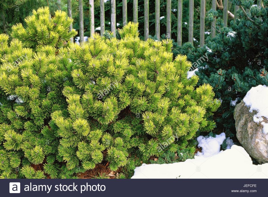 Сосна Карстенс Винтерголд