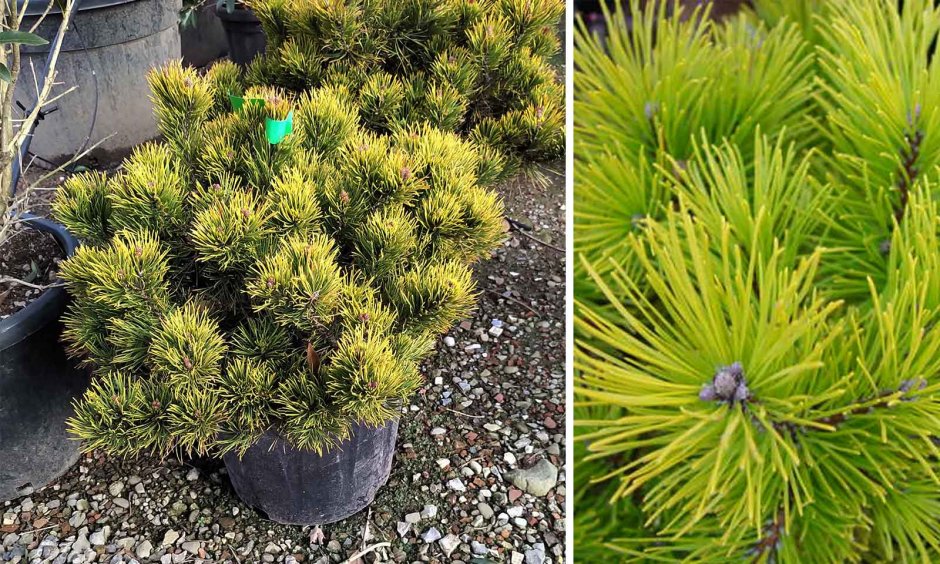 Сосна Горная Голден Глоб