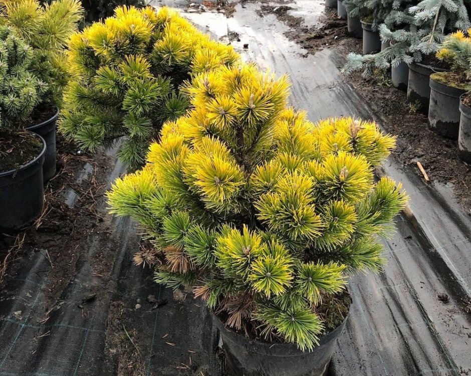 Сосна Горная Голден Глоу