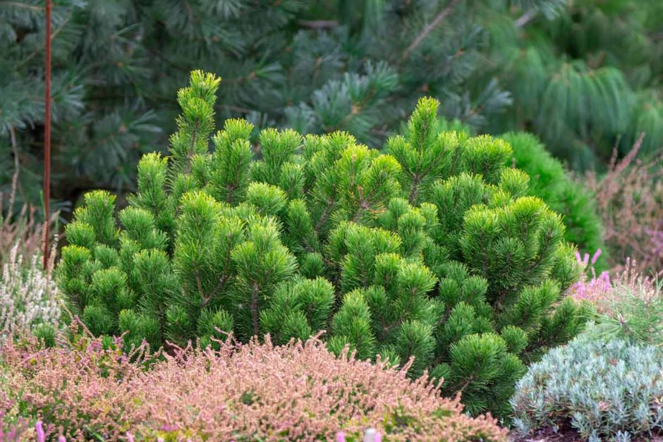 Сосна Горная Винтер Голд (штамб-30см)