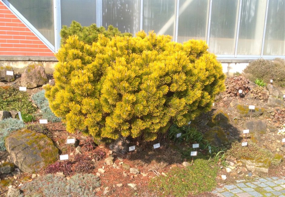 Сосна Горная Golden Glow («Голден Глоу»)