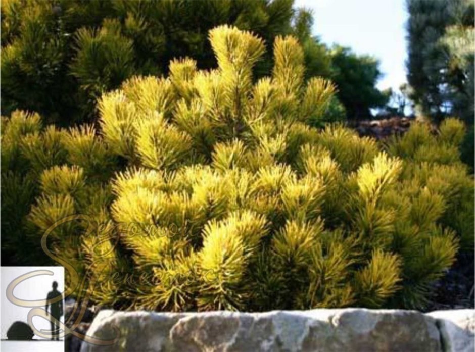 Сосна Горная Wintergold