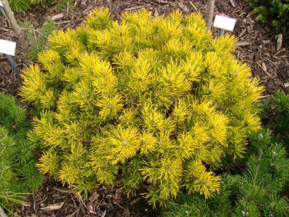 Сосна Горная Голден Глоу