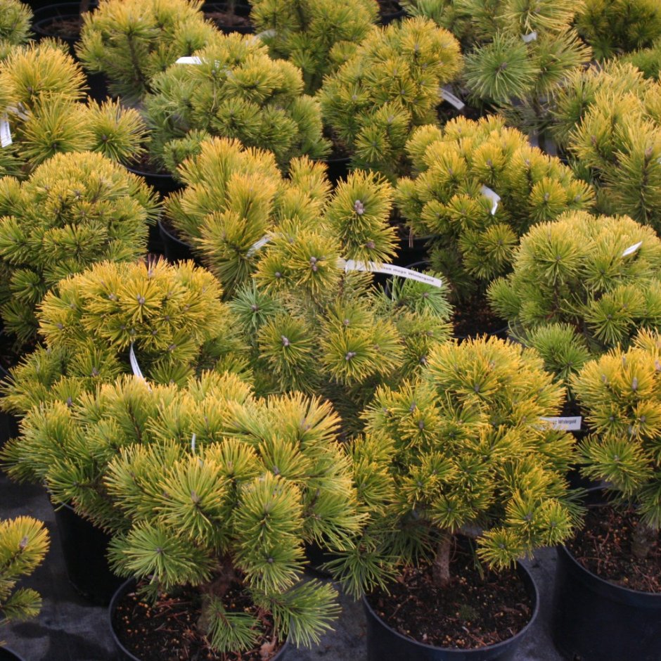Сосна Горная Карстенс Винтерголд