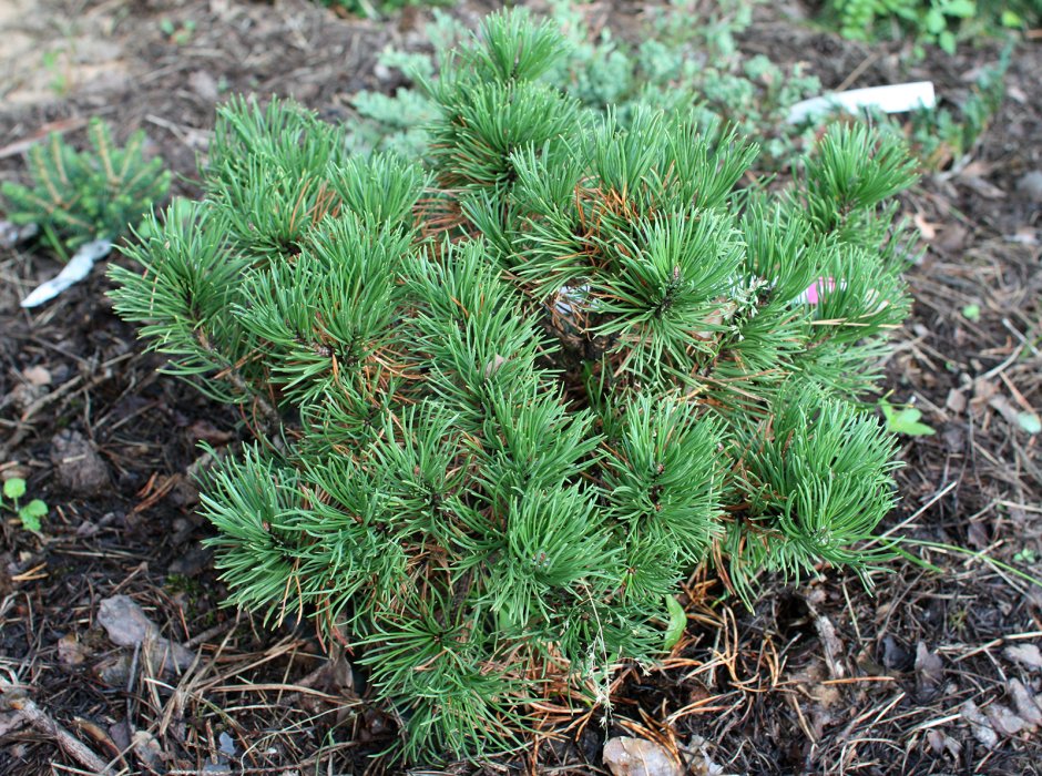Pinus Sylvestris Wintergold