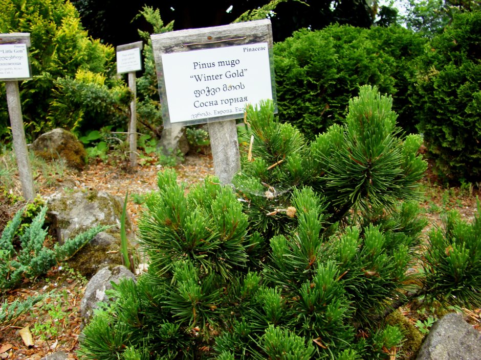 Сосна Горная Карстенс Винтерголд