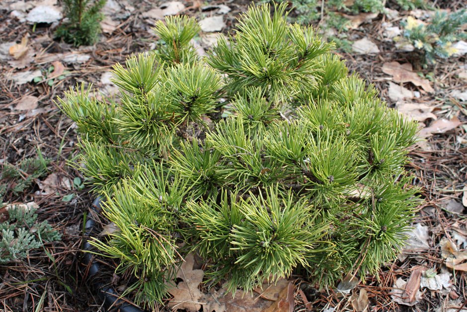 Туя Ватерери