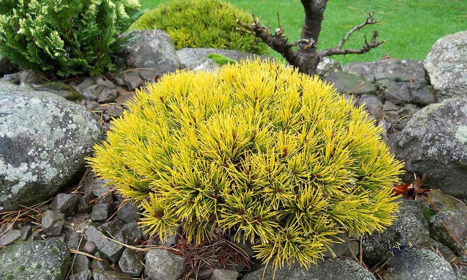 Pinus mugo Winter Gold