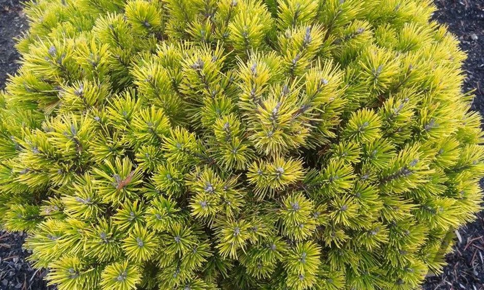 Сосна Горная Голден Глоу