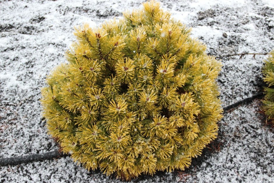 Сосна Горная Мультиштамб